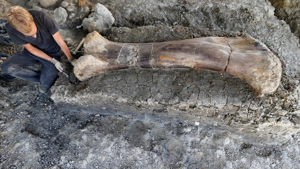 Un homme inspecte le fémur d'un dinosaure découvert en France