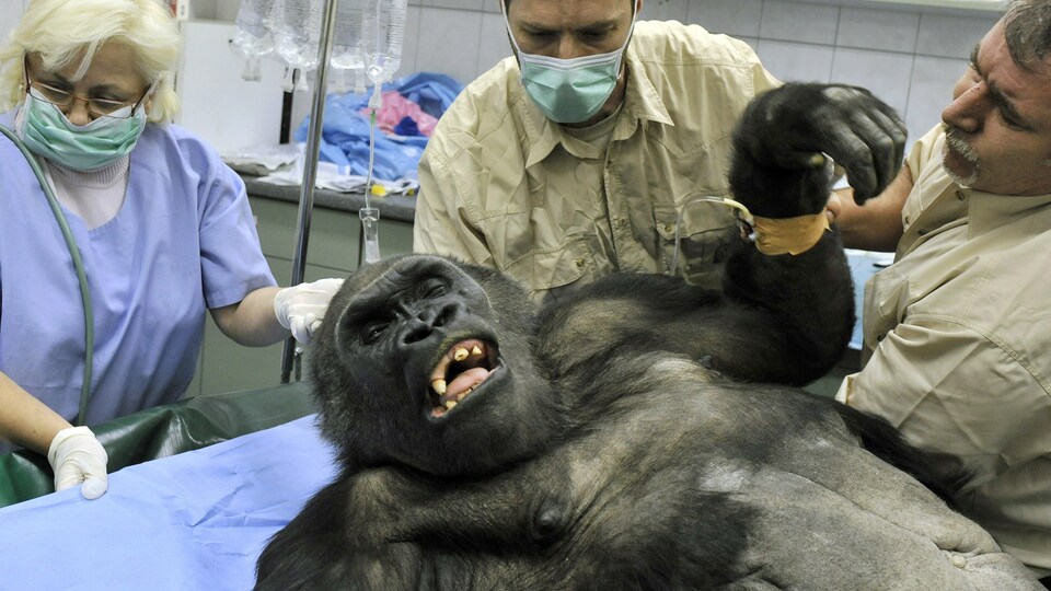 Les vétérinaires du zoo de Budapest pratiquent une chirurgie sur un gorille de 32 ans qui a développé une tumeur.