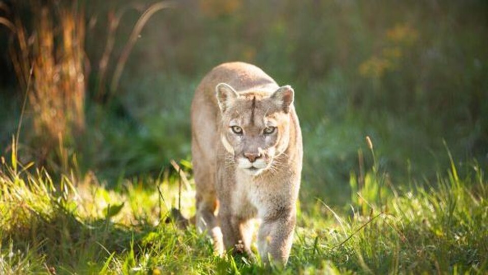 Un cougar qui marche dans l'herbe.