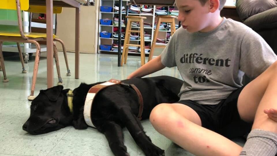 Dans une classe, un jeune garçon caresse un chien de la fondation Mira