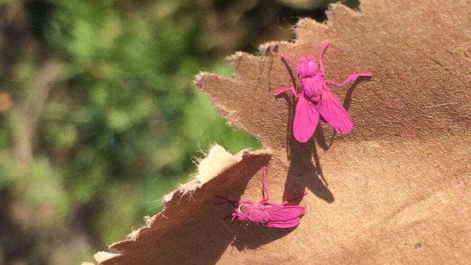 Des mouches roses stériles sur du papier brun.