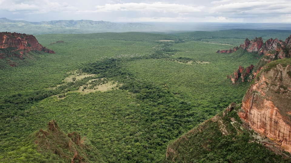 Vue aérienne de la forêt amazonienne brésilienne.