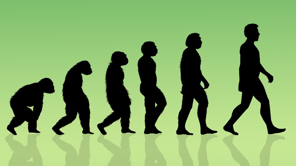 L'évolution humaine représentée par une illustration