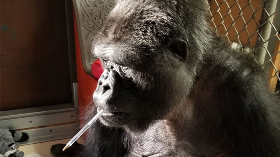 Le gorille Koko avec un crayon dans la bouche. 