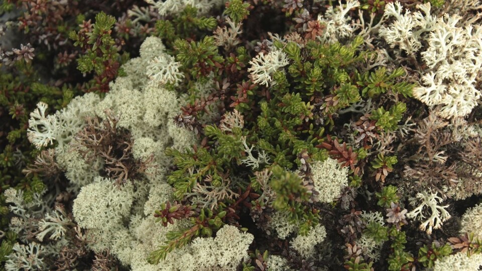 Du lichen