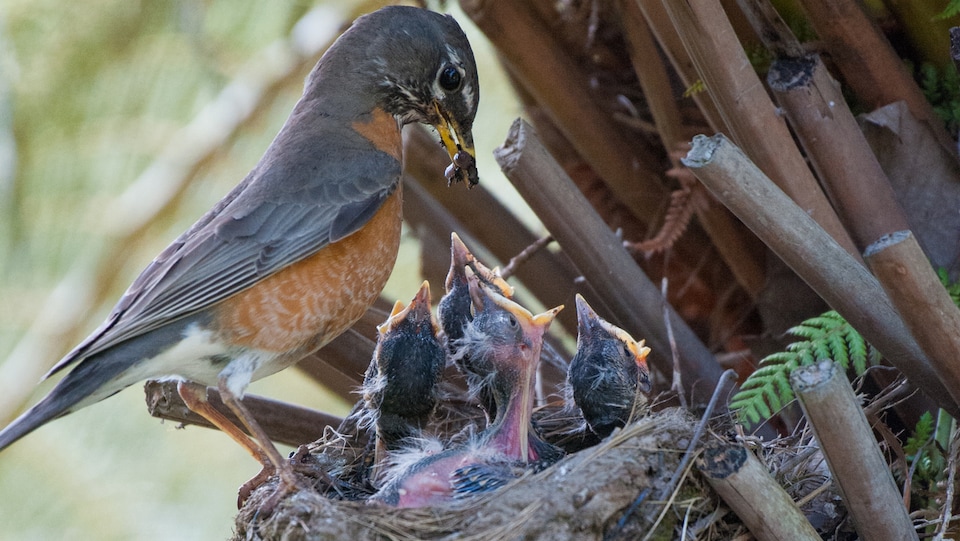 Des oiseaux qui ont des petits au nid doivent nourrir ces derniers de 12 à 30 fois par heure.