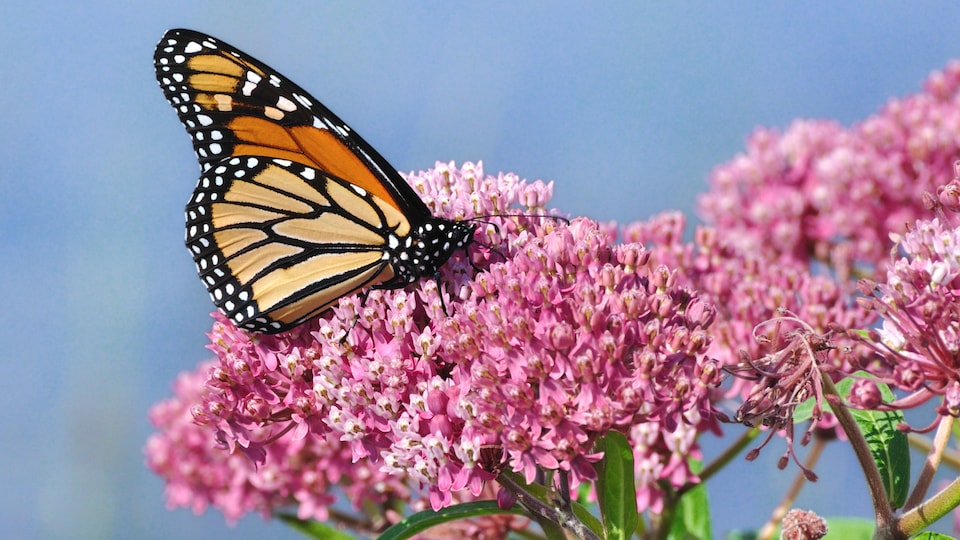 Un papillon monarque butine le nectar de fleurs d'asclépiades.