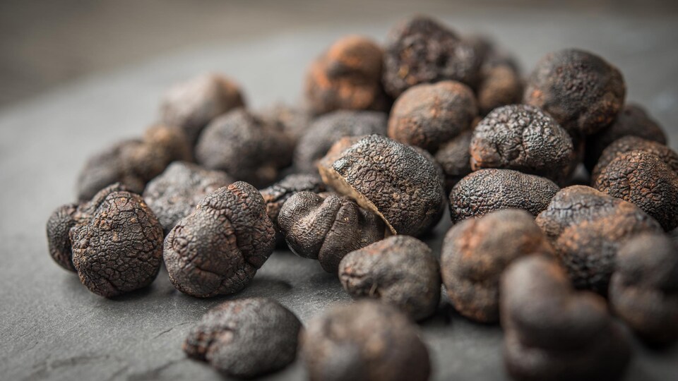 Récolte de truffes noires posées sur une table.