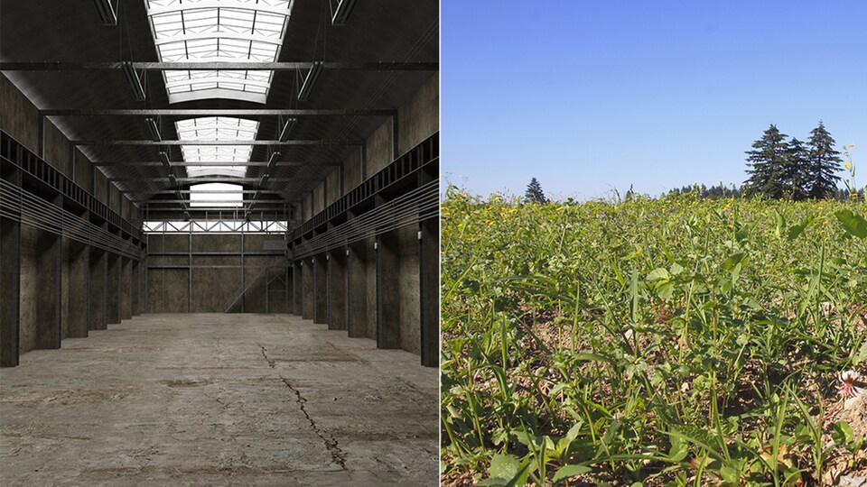 Une usine abandonnée et des mauvaises herbes qui poussent dans un champ