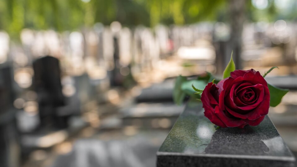 Une rose rouge posée sur une pierre tombale dans un cimetière.
