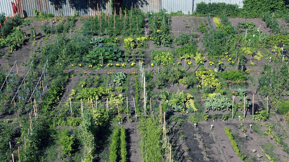 Une photo prise d'un jardin communautaire à Montréal.