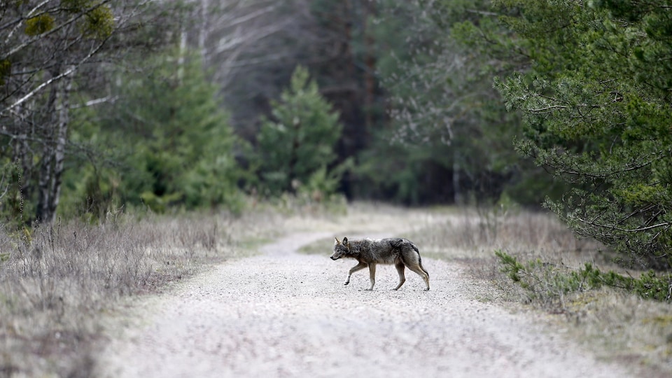 Un loup traverse une route de terre en pleine forêt.