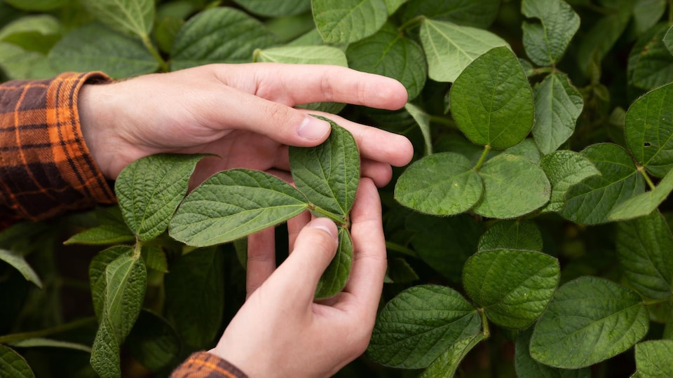 Les plantes possèdent-elles une conscience ?