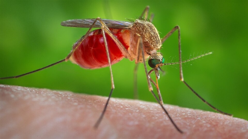Le moustique Culex quinquefasciatus est un agent dans la transmission du virus du Nil et d'une forme d'encéphalite, qui pourrait également transmettre le Zika. 