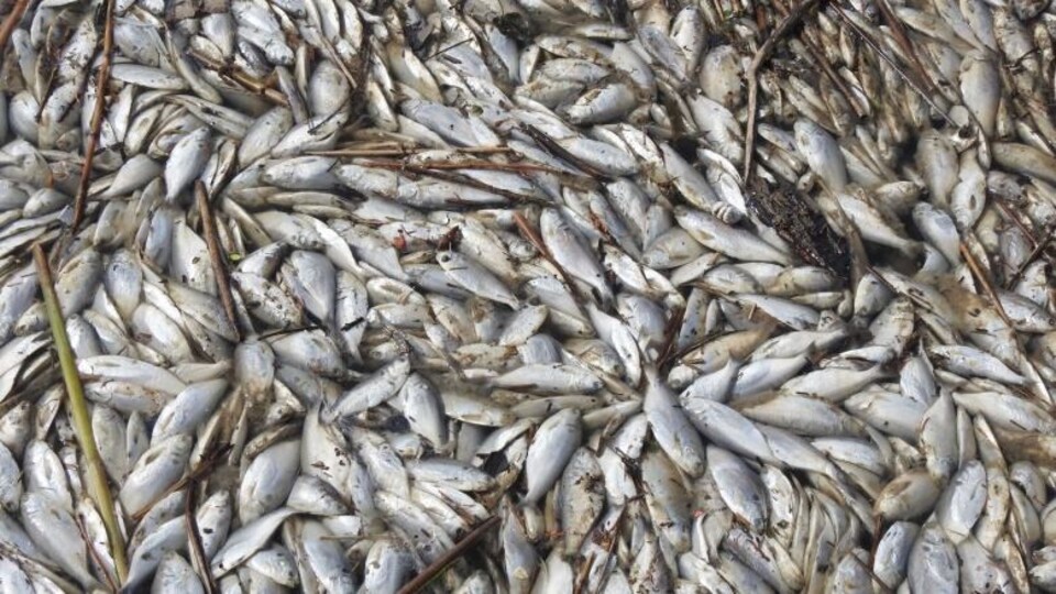 Des poissons morts et échoués.