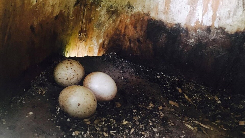 Photo de trois oeufs au fond d'une cabane d'oiseaux
