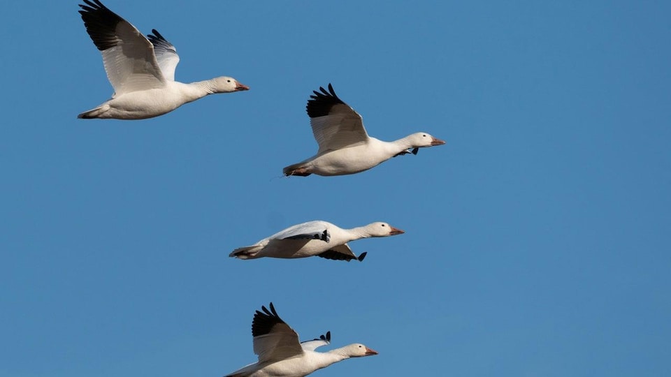 Les radars météo à la rescousse des oiseaux migrateurs