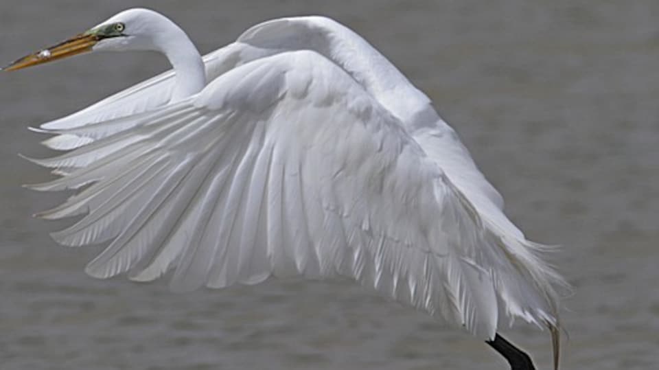L'oiseau grande aigrette qui prend son envol au dessus de l'eau