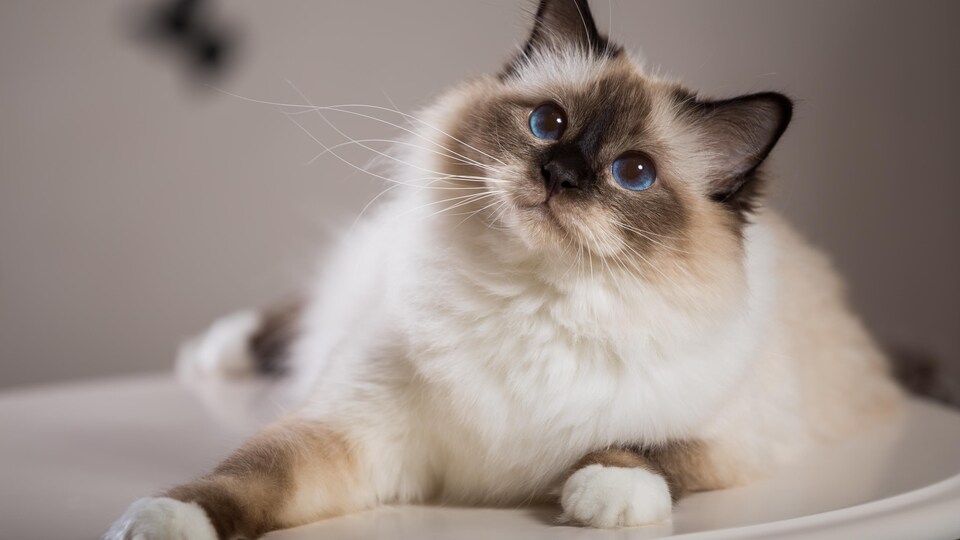 Un chat blanc et gris.