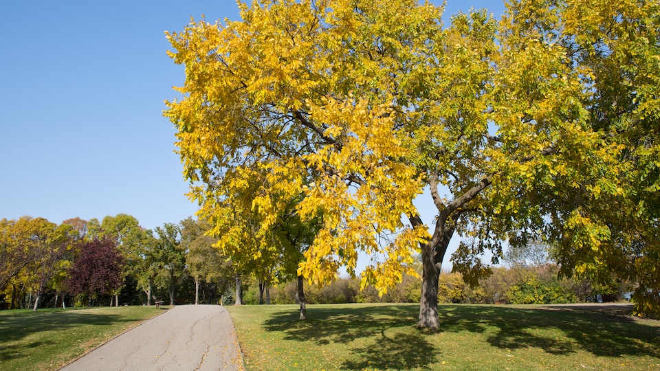 Un sentier asphalté dans un parc passe à côté d'un grand orme d'Amérique aux feuilles jaunes et vertes.