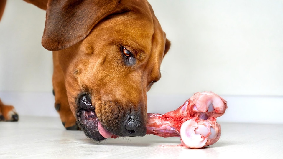 Les dangers de laisser nos chiens manger des os