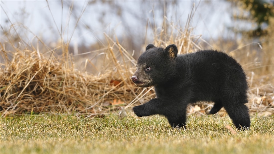 Les Agents De La Faune Souhaitent Prevenir D Autres Attaques D Ours Noir Radio Canada Ca