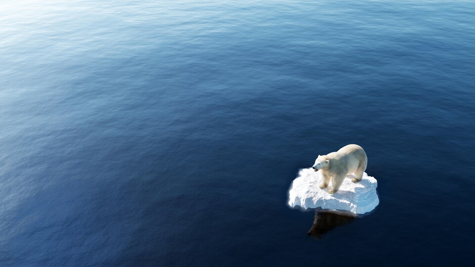 Un ours polaire, seul sur un tout petit bout de banquise dans l'océan