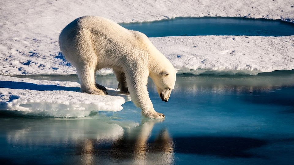 Un ours polaire touche l'eau.
