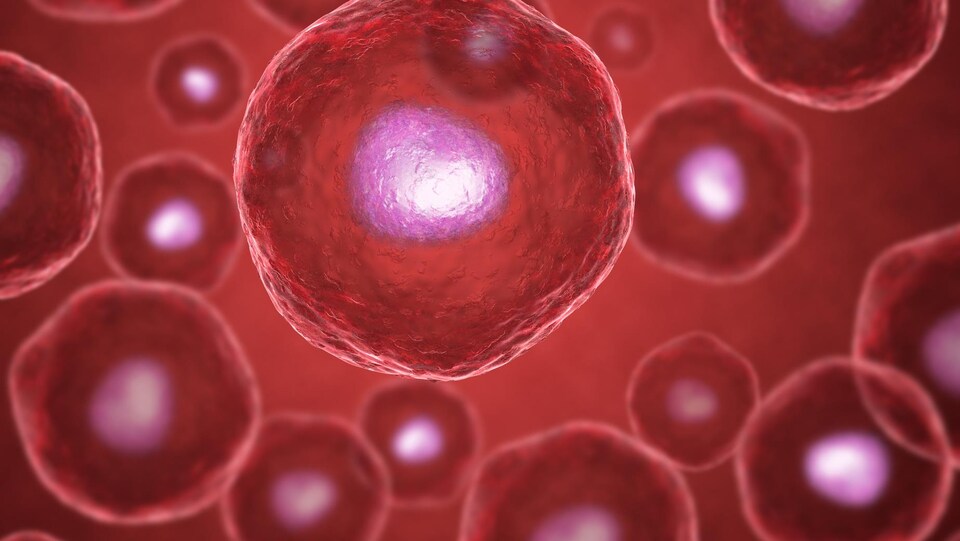 Des cellules représentées en rouge avec un noyau rose.