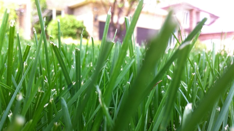Une pelouse