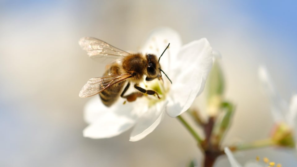 Gros plan d'une abeille qui pollinise une fleur.