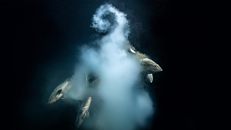 Des mérous émergent d'un nuage en forme de point d'interrogation créé par des milliers d'œufs tout juste pondus par les poissons.