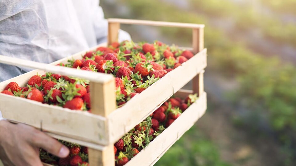 Un homme tient dans ses mains deux cagettes remplies de fraises.