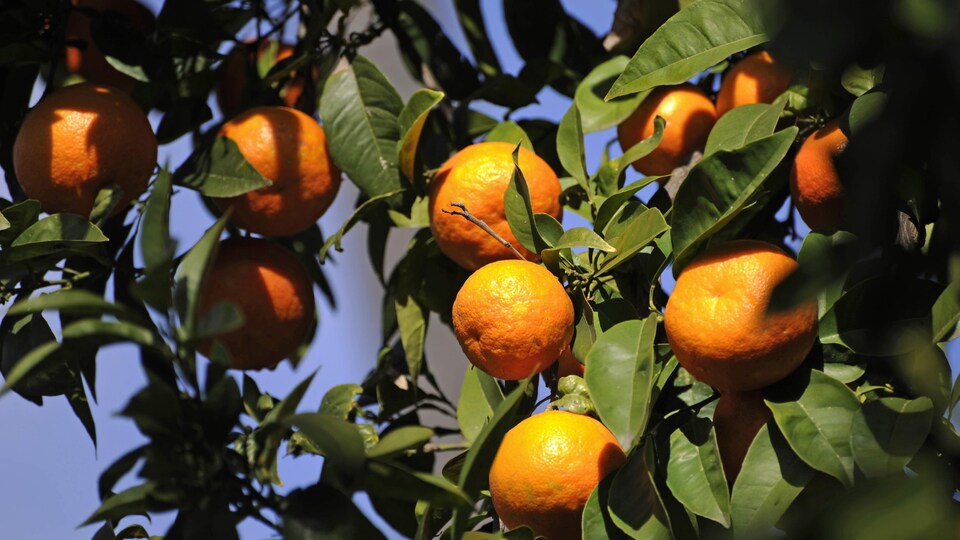 Des oranges sont accrochées aux arbres à Séville, en Espagne.