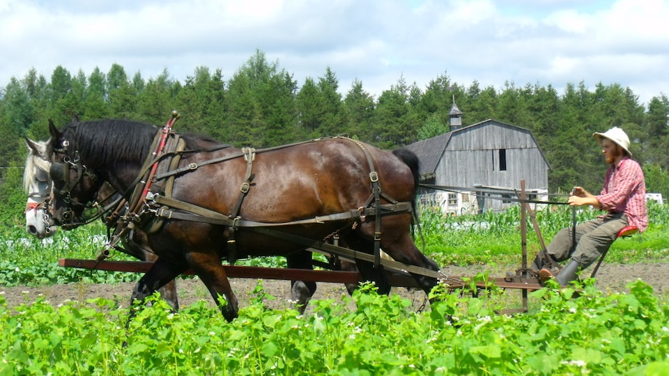Deux chevaux percherons travaillent sur la ferme pour remplacer les tracteurs.