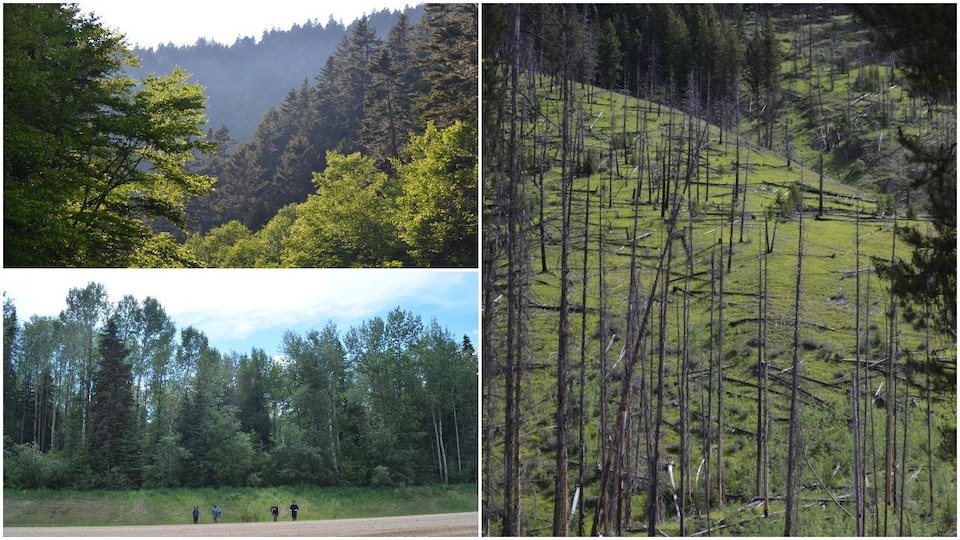 Des photos de forêts saskatchewanaises