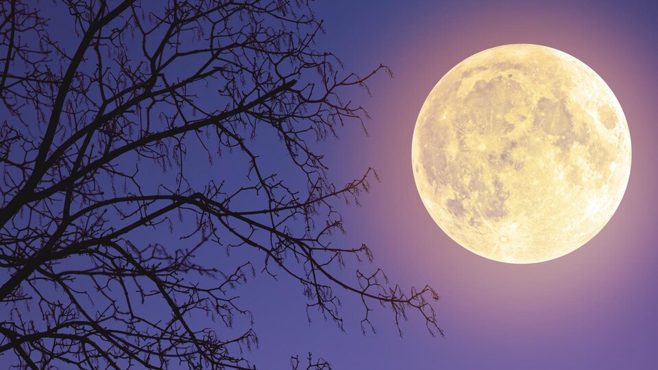 La pleine lune brille dans le ciel et illumine un arbre.