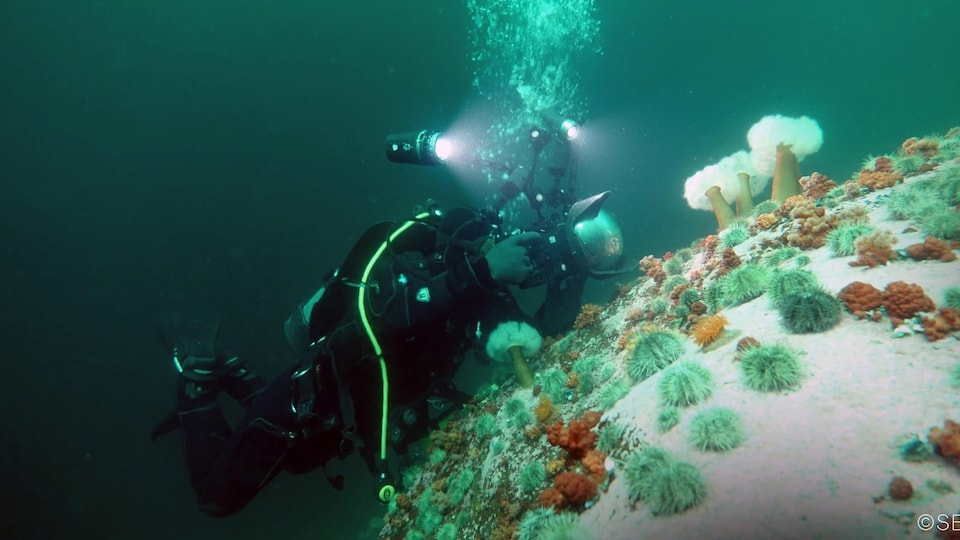 Un plongeur dans les fonds marins ; oursins, anémones, et corail mou.