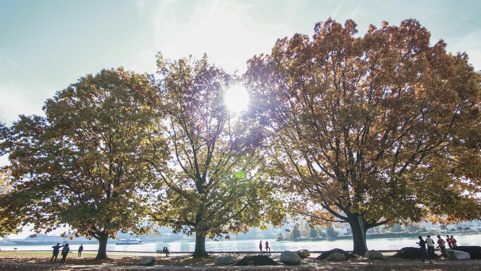 Trois arbres aux couleurs changeantes en bordure de la mer