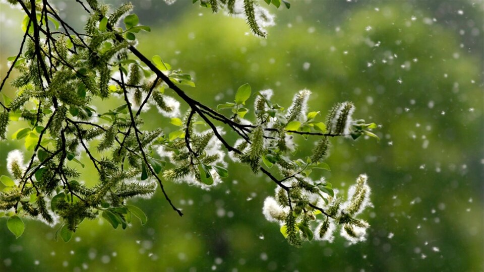 Une branche avec du pollen dans les airs.