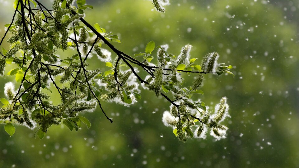 Une branche d'arbre couverte de pollen.