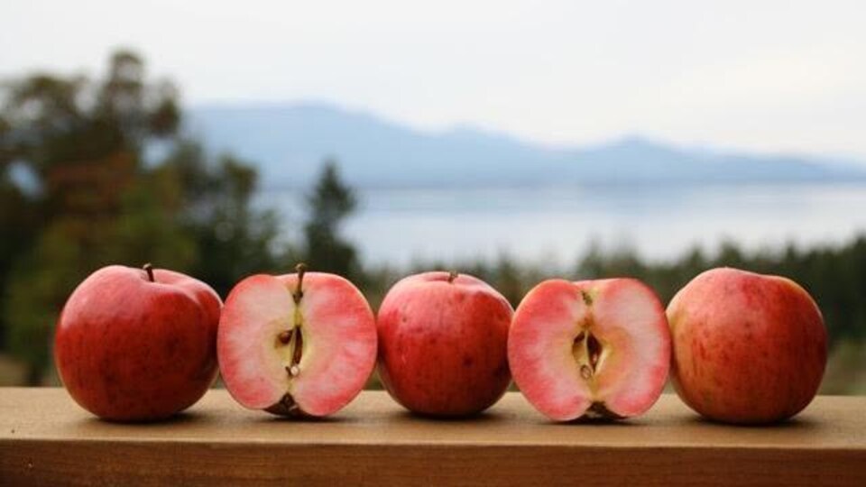 des pommes posées sur une table, face à la vue.