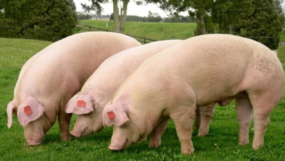 Trois petits cochons.