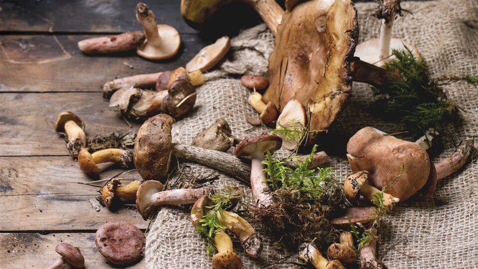 Une sélection de champignons sauvages cueillis lors d'une promenade en forêt
