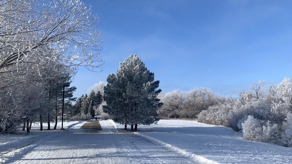 Un sentier enneigé qui passe à travers des arbres couverts de neige. 