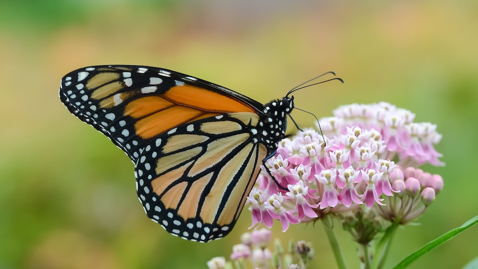 Un papillon monarque butine le nectar de fleurs d'asclépiades.