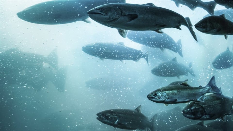 Des saumons de l'Atlantique se déplacent alors que la lumière filtre dans l'eau.