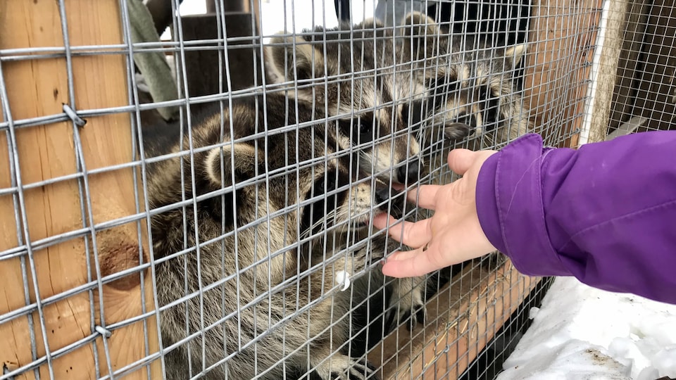 Trois ratons laveurs dans un enclos.
