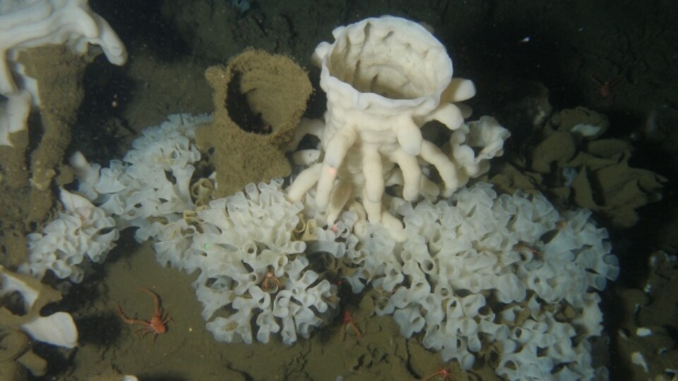 Un récif d'éponges siliceuses dans le détroit d'Hécate, en Colombie-Britannique