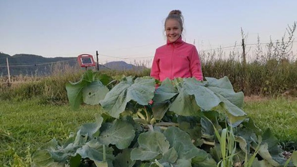 Un record du monde du plus gros navet battu en Gaspésie aujourd’hui